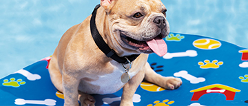 Water fun for dogs image